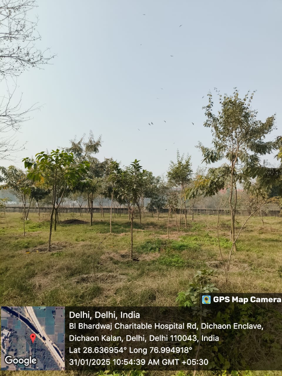 Compensatory Afforestation
